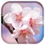 sakura live wallpaper android application logo